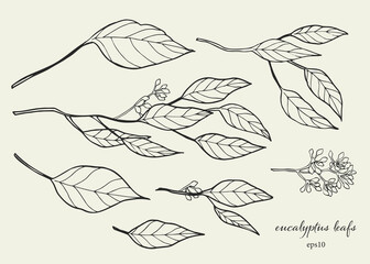 ユーカリの葉の手描きイラスト,シンプルな植物素材