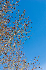 Poplar branches with red catkins against the blue sky