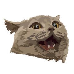 British cat, Briton vector image, illustration. Portrait of a surprised cat.