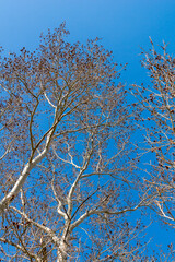Poplar branches with red catkins against the blue sky