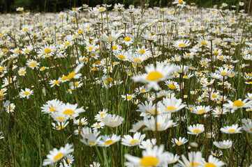 Daisies on a meadow