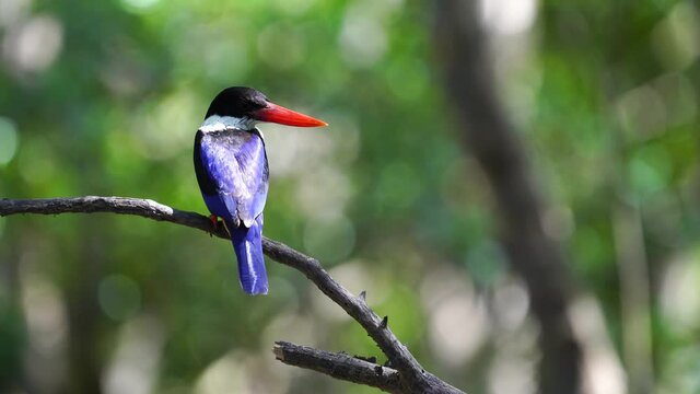 Blackcap ped kingfisher on tree green bokeh background.