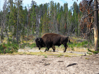 Bisonte en parque nacional