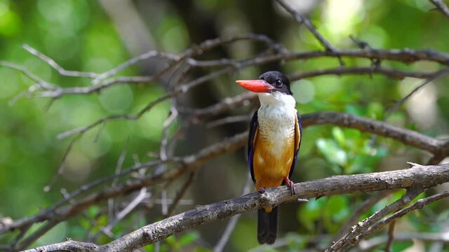 Black-capped Kingfisher on tree green bokeh background.
