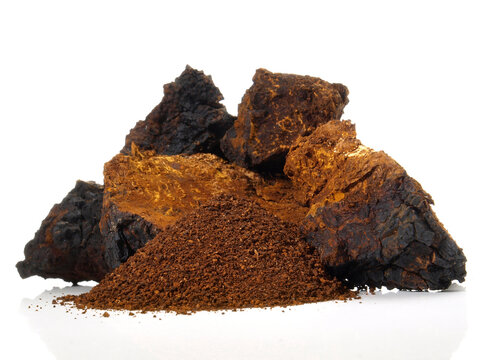 Chaga Pilz getrocknet - Freigestellt