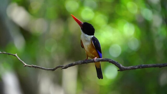 Blackcap ped kingfisher on tree green bokeh background.