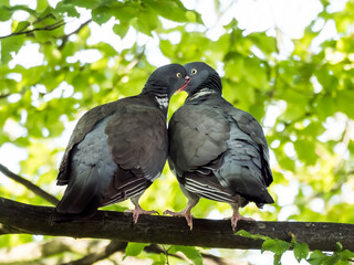 Fototapeta premium Kissing pigeons on the branch, green foliage in background