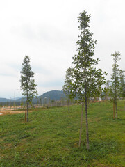 Fototapeta na wymiar SEREMBAN, MALAYSIA -MARCH 5, 2020: Landscape work. New trees are planted and supported with support tools such as wood to prevent it from falling. This tool will be removed later. 