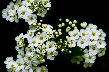 Spring sketch: white inflorescences on dark background