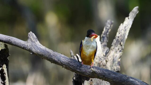 Black-capped Kingfisher on tree green bokeh background.