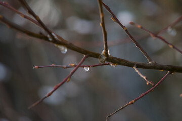 Äste im Winter bei Schnee mit gefrorenen Regentropfen und strahlendem Sonnenschein