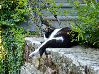 Gato durmiendo