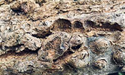 bark of a tree