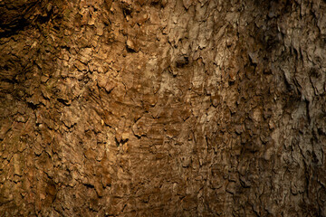 Tree Skin texture background view