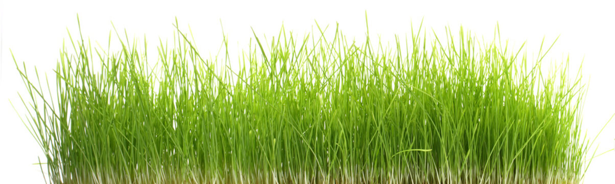 Weizengras - Gras Panorama weißer Hintergrund © ExQuisine