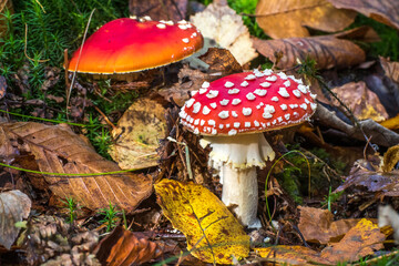 Fliegenpilz (Amanita muscaria)