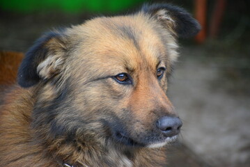 DOGS