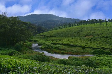Fototapeta na wymiar Tea plantations in India. Stunning views of green hills with blue sky.