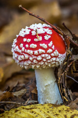 Fliegenpilz (Amanita muscaria)