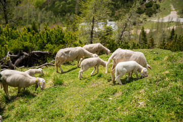 Fototapeta premium Flock of sheep grazing on alpine meadow surrounded with mountains.