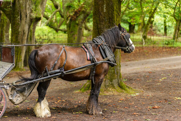 Jaunting car in Killarney National Park, near the town of Killarney, County Kerry, Ireland