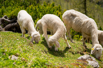 Obraz na płótnie Canvas Flock of sheep grazing on alpine meadow surrounded with mountains.