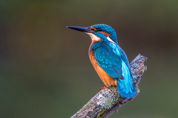 Eisvogel (Alcedo atthis) Männchen