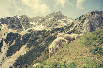 Flock of sheep grazing on alpine meadow surrounded with mountains.