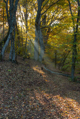 Landscape with sunbeam in morning beech forest in Crimean peninsula at fall season