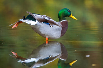 Stockente (Anas platyrhynchos) Männchen