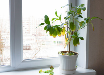 Plant in a pot on the windowsill inside the room. An unhealthy plant with yellowed and fallen...