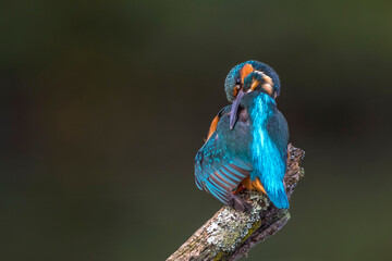 Eisvogel (Alcedo atthis) Männchen