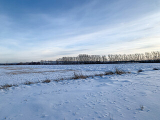 Old dry stalks of an untilled field under snow under a blue sky with white feathery clouds. Winter landscape, agriculture.