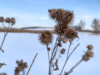 Dry burdock on the background of a snow-covered field. Winter landscape, nature. Winter field. Dry burdock in the winter. Photo of burdock.