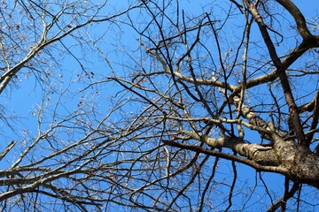 A view of the bare branches with the bright blue sky.
