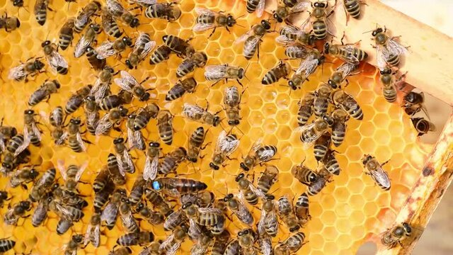 Bee queen mother walking on the honeycomb - 3