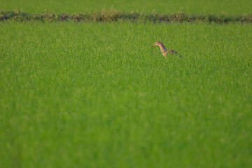 Obraz na płótnie Canvas The bird in rice field in countryside at asia
