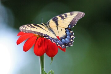 Eastern Tiger Swallowtail