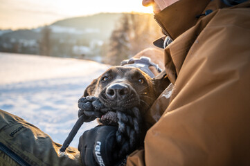 Ein belgischer Sch&auml;fer bei&szlig;t in ein Spielzeug, das von einer Person gehalten wird, im Hintergrund sieht man B&auml;ume und Schnee