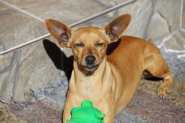 pincher dog