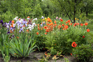Irises and red poppies bloom in the garden.