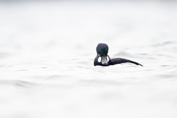 A male adult goldeneye (Bucephala clangula) swimming in a lake photographed high key.