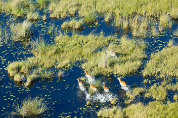 Aerial view to wild nature of Delta Okavango in Botswana.