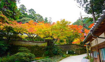 松林の風景 Wall Mural Wallpaper Murals Wallsheaven 4chan 松林の風景 Wall Mural Wallpaper Murals Wallsheaven 4chan