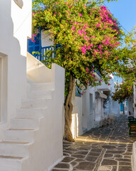 Pictursque alley in Naousa Paros greek island with a full blooming bougainvillea !! Whitewashed traditional houses with blue door and flowers all over !!!	