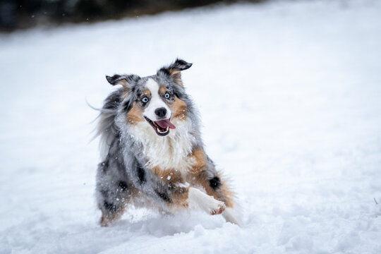 Miniatur American Shepherd @ Snow