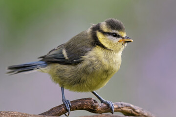 Fototapeta premium Juvenile Blaumeise