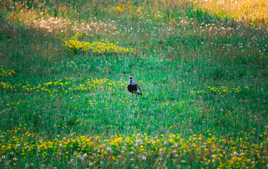 bird perched in the beautiful landscape surrounded by green grass on a summer day