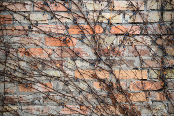 wall