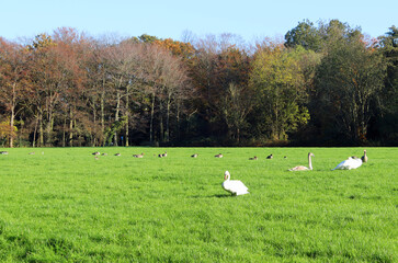 Geese in a green field with trees and blue sky in the back, in autumn